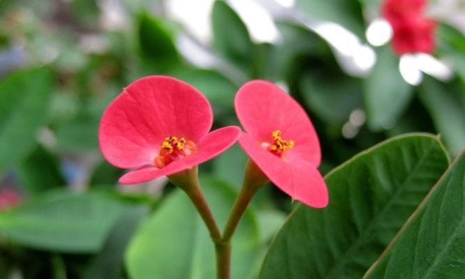 宝石花（宝石花的花语与传说）