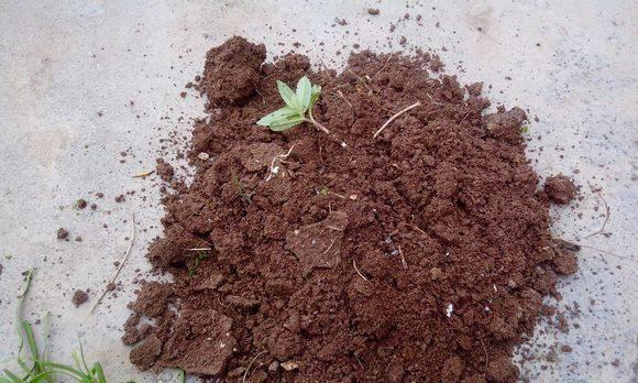 板栗壳的花肥制作方法（DIY花肥）