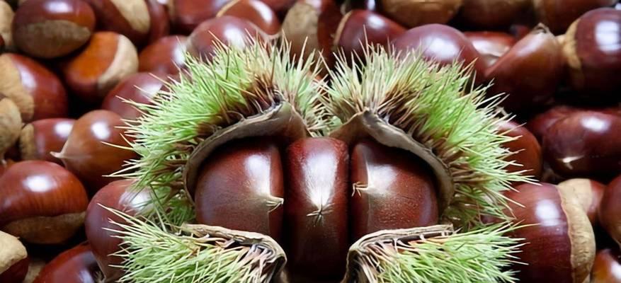 关于板栗的营养价值与食用方法（板栗可以生吃吗）
