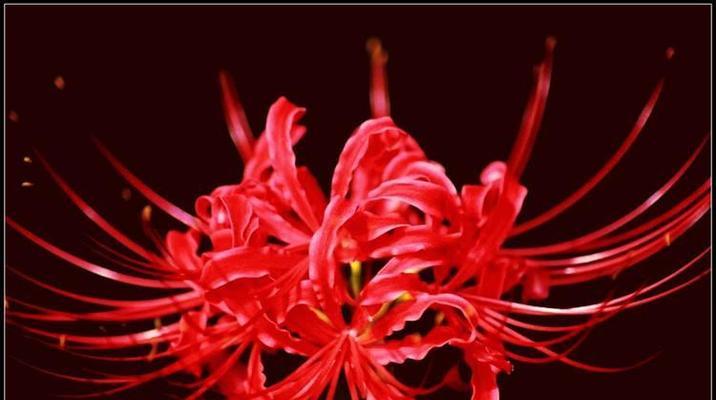 彼岸花（以彼岸花代表的爱情含义及象征意义）