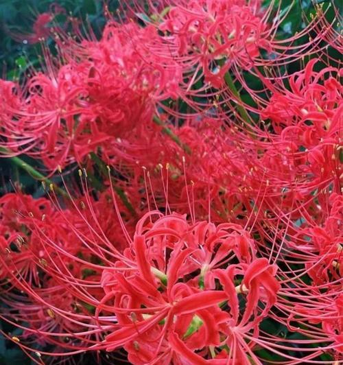 彼岸花（以彼岸花代表的爱情含义及象征意义）