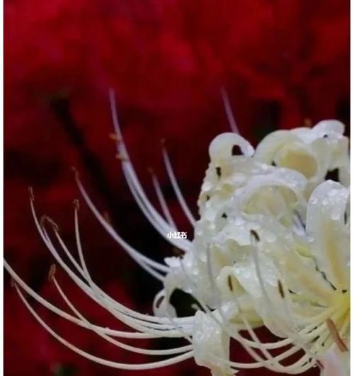 彼岸花（穿越孤寂）