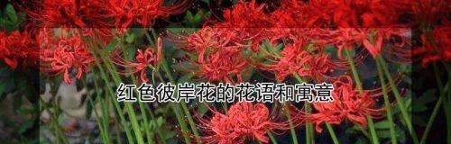彼岸花的含义与生命力（走进彼岸花的世界）