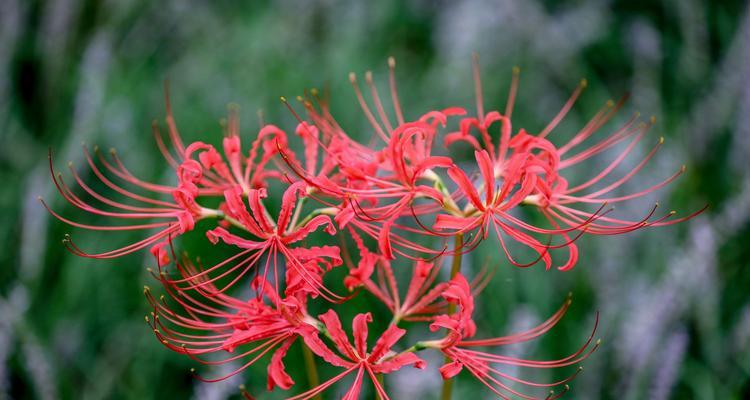 彼岸花的花语与象征意义（揭开彼岸花神秘面纱的象征意义）