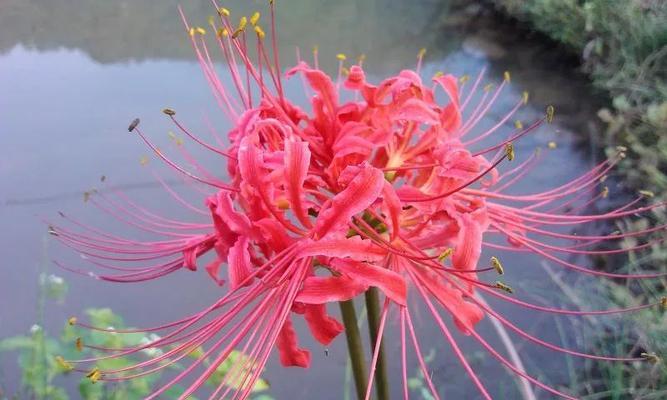 彼岸花的花语与象征意义（揭开彼岸花神秘面纱的象征意义）