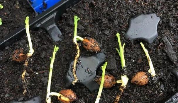 板栗南瓜籽种植方法详解（如何利用板栗南瓜籽打造丰收果实）