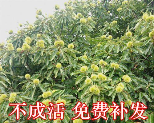 板栗盆栽的果实是否能食用（了解板栗盆栽的果实）