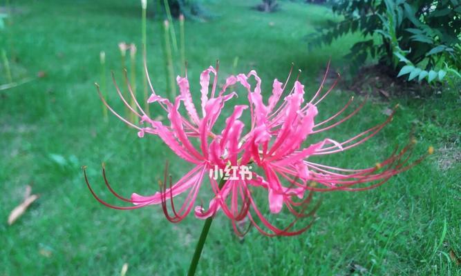 彼岸花的象征意义（探索彼岸花的花语和文化内涵）