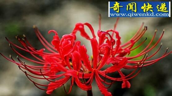 以彼岸花花语彼岸花的传说（揭开彼岸花背后的神秘面纱）