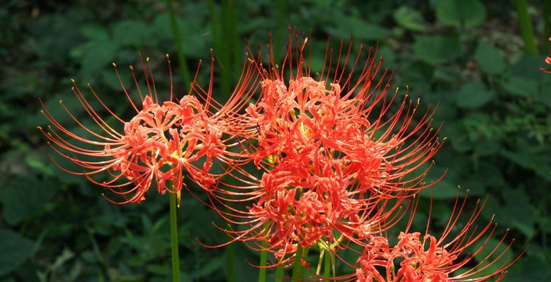 以彼岸花花语彼岸花的传说（揭开彼岸花背后的神秘面纱）