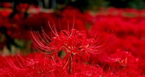 彼岸花花语大全（美丽）