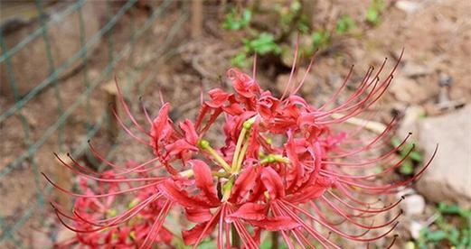 彼岸花花语（彼岸花的寓意与象征力）