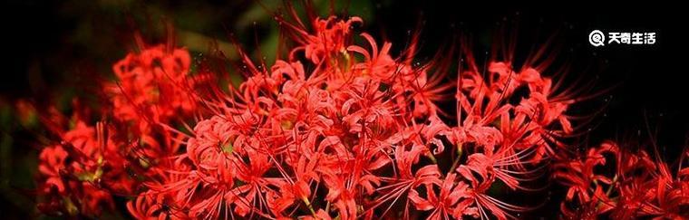 彼岸花花语（彼岸花的寓意与象征力）