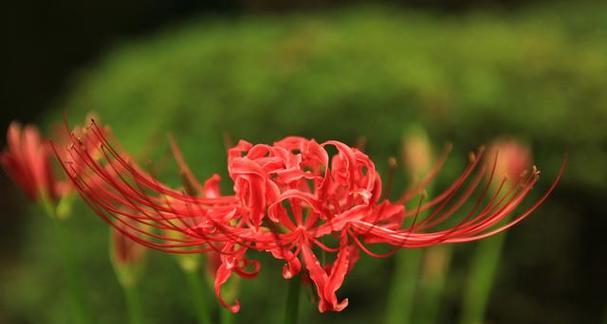 彼岸花（唤醒生命的红色之花）