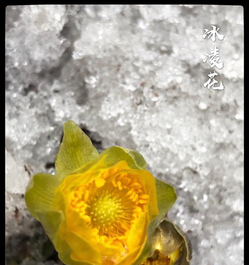 冰凌花的寓意与美丽（用雪花冰凌花寄托温暖与希望）