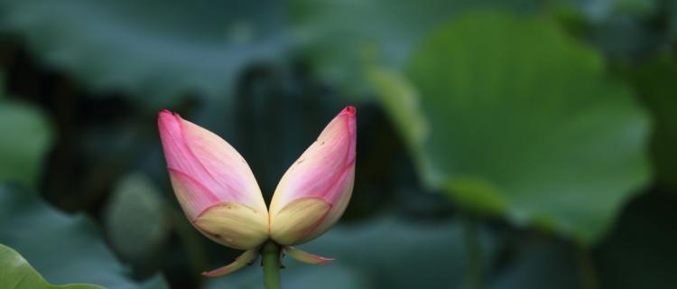 和谐共生的并蒂莲花（花开双生）