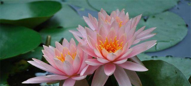 并蒂莲（并蒂莲花的美丽与含义）