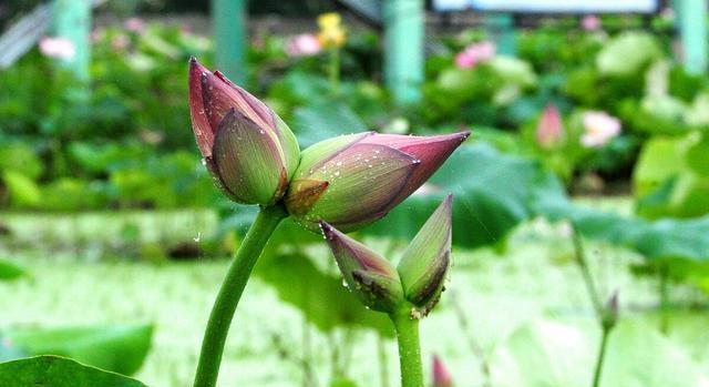 并蒂莲（并蒂莲花的美丽与含义）