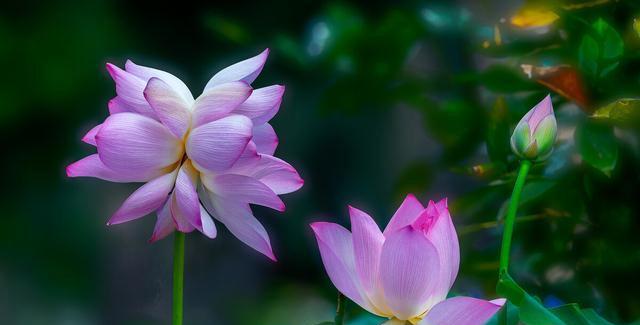 并蒂莲（并蒂莲花的美丽与含义）