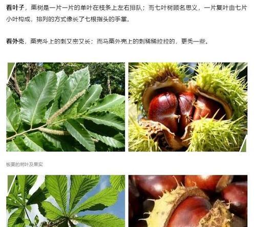 板栗是种子植物吗（探究板栗的生命起源及繁殖方式）