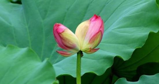 并蒂莲花（探索并蒂莲花的美丽与意义）
