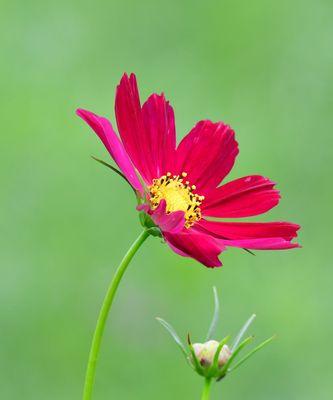 以波斯菊的花语波斯菊的传说（追忆昔日传奇）