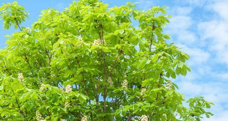 板栗树开花的样子及开花时间（板栗树开花的样子及开花时间）
