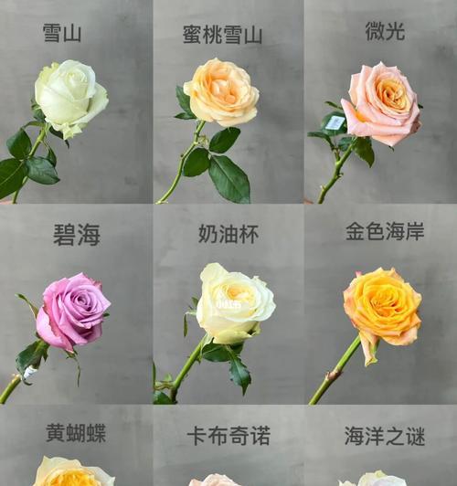 不同颜色的玫瑰花代表意思大揭秘（探索玫瑰花的神秘语言）