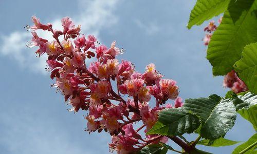 板栗树花期介绍（板栗树开花时间）