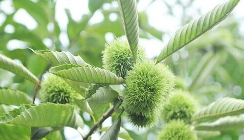 板栗树的肥料应用技巧（如何选择和使用适宜的肥料来提高板栗树的生长质量）