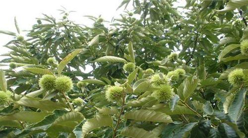 板栗树的肥料应用技巧（如何选择和使用适宜的肥料来提高板栗树的生长质量）