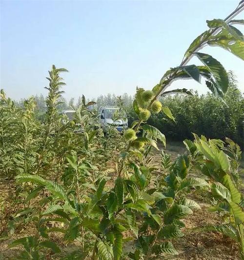 板栗树修剪大全（一步步教你如何修剪板栗树）