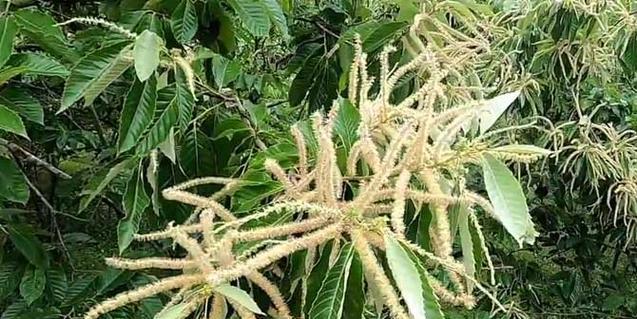 板栗树修剪大全（一步步教你如何修剪板栗树）
