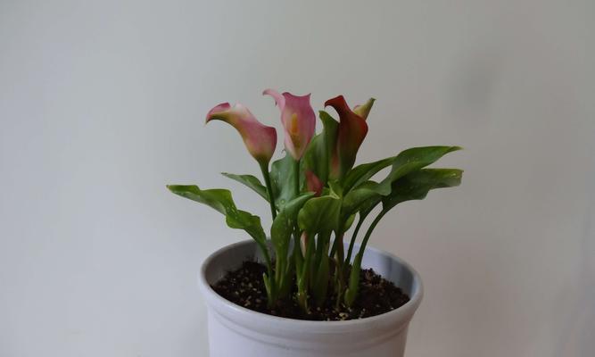彩色马蹄莲（探寻彩色马蹄莲的花语与魅力）
