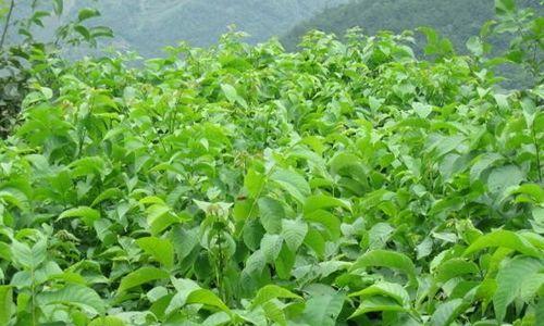 板栗种植环境的要求（打造板栗生长的理想环境）