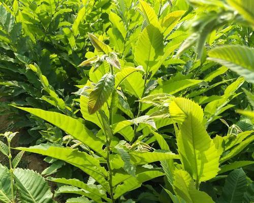 板栗种子的种植方法（从收集到发芽）