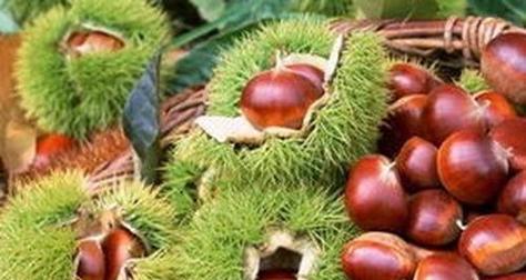 板栗种子的种植方法（从选种到收获）