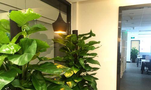 办公楼大厅植物布置指南（打造绿色舒适的办公空间）