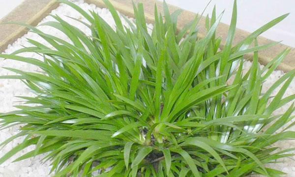 菖蒲花（魅力四溢的菖蒲花语）