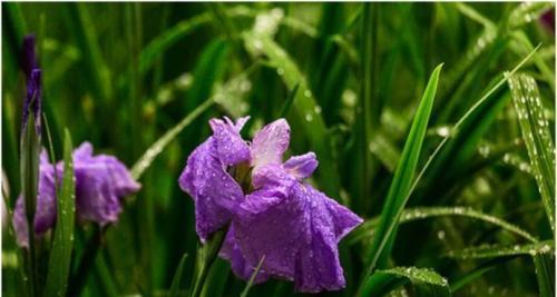菖蒲花（魅力四溢的菖蒲花语）