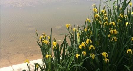 菖蒲花（魅力四溢的菖蒲花语）