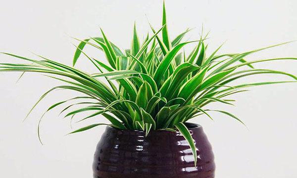 办公室植物风水大揭秘（科学布局增加生机）
