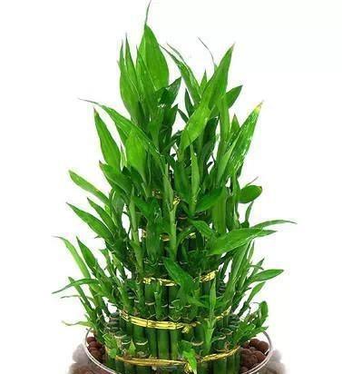 办公室植物风水大揭秘（科学布局增加生机）