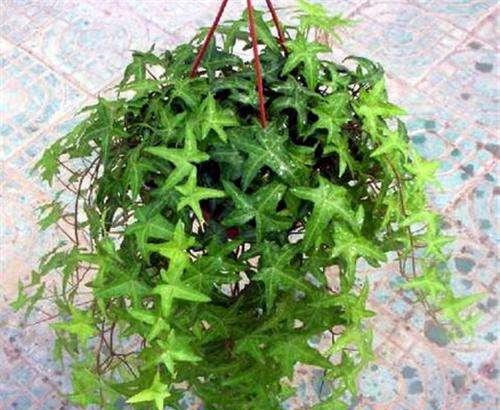 常春藤花语（探寻常春藤的花语之美）
