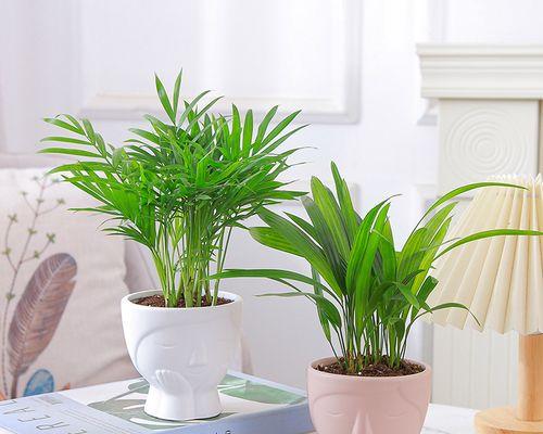 办公室必备的15种植物（让你的办公室充满生机和活力的植物选择）