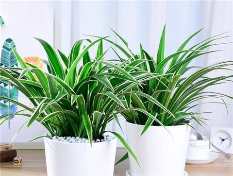 办公室必备的15种植物（让你的办公室充满生机和活力的植物选择）