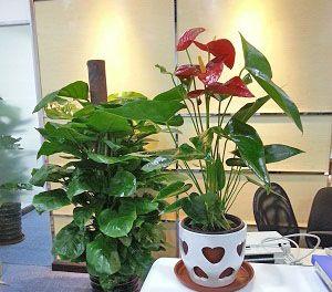 办公室必备的15种植物（让你的办公室充满生机和活力的植物选择）
