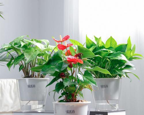 办公室招财植物的选择与摆放（让植物为你的事业带来好运）