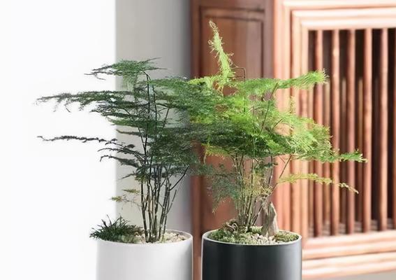 打造宜人办公环境，从花卉开始（15种适合办公室养护的花卉）