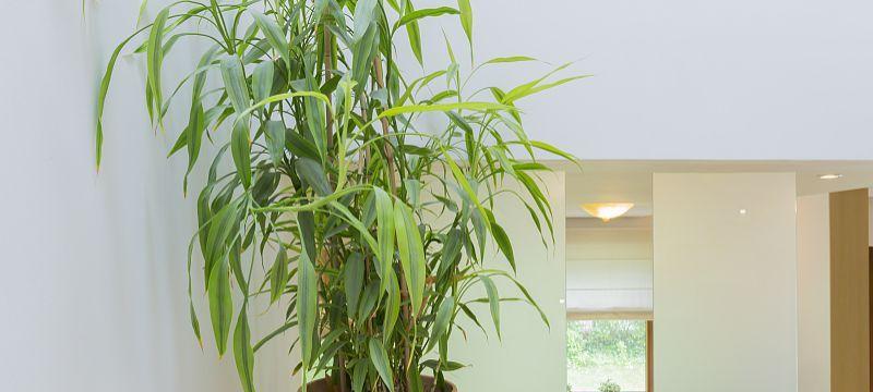 办公室装植物，提高工作效率（选择什么植物）